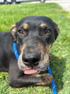 adoptable Dog in  named DOVE GENTLE
