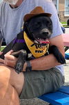 adoptable Dog in Louisville, KY named BE TRUE