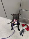adoptable Dog in Louisville, KY named CANE