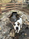 adoptable Dog in  named SKIBIDI TOILET