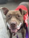 adoptable Dog in Louisville, KY named MINERVA MCGONAGALL