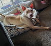 adoptable Dog in Louisville, KY named GIVING UP IS FOR ROOKIES
