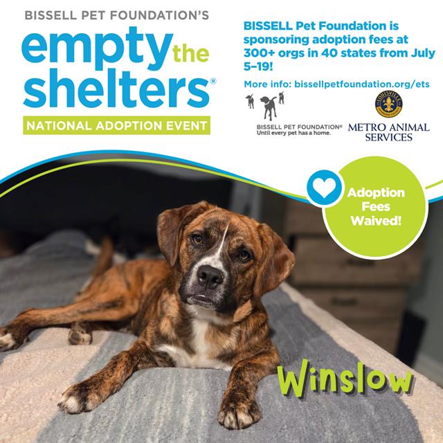 adoptable Dog in Louisville, KY named WINSLOW