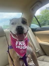 adoptable Dog in Louisville, KY named NAVESSA ALLEN
