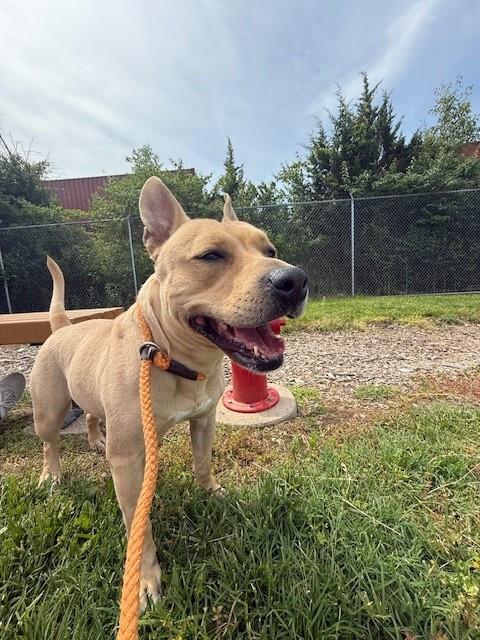 adoptable Dog in Louisville, KY named SWISH AND FLICK