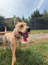 adoptable Dog in Louisville, KY named SWISH AND FLICK