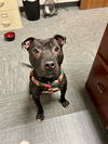 adoptable Dog in Louisville, KY named POOPYPANTS PETER