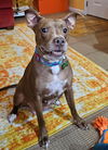 adoptable Dog in Louisville, KY named ANGEL BABY