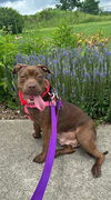 adoptable Dog in  named ROBOCOP