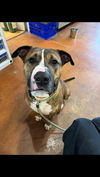 adoptable Dog in  named MELO