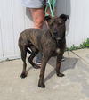 adoptable Dog in Louisville, KY named BELIEVE IN YOURSELF