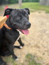 adoptable Dog in Louisville, KY named CLEOPATRA