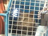 adoptable Cat in Louisville, KY named MIMI
