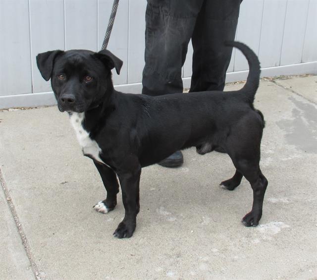 adoptable Dog in Louisville, KY named A779320