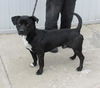 adoptable Dog in Louisville, KY named A779320