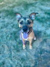 adoptable Dog in Louisville, KY named ROSIE