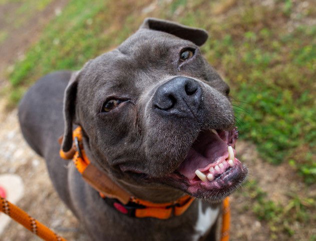 adoptable Dog in Louisville, KY named BABY