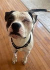 adoptable Dog in Louisville, KY named LOG CABIN