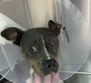 adoptable Dog in Louisville, KY named LIZ LEMON