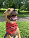 adoptable Dog in  named AMERICAN IDOL