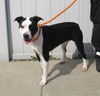 adoptable Dog in  named PAMPERS