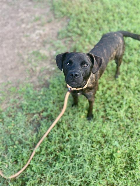 adoptable Dog in Louisville, KY named ELBOW