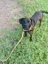 adoptable Dog in  named ELBOW