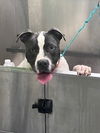 adoptable Dog in Louisville, KY named LOU SIANA