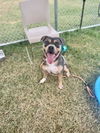 adoptable Dog in Louisville, KY named LA RUE