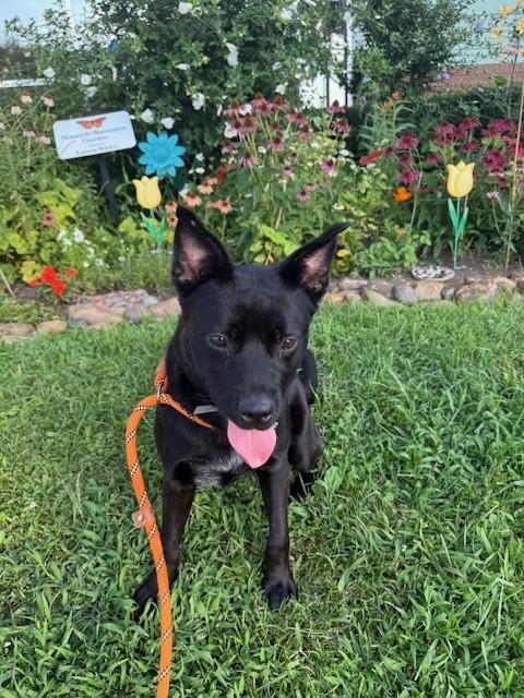 adoptable Dog in Louisville, KY named NIRO