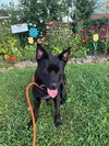 adoptable Dog in Louisville, KY named NIRO