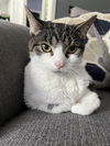 adoptable Cat in Louisville, KY named RENAE RENAL