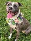 adoptable Dog in  named SHEA BUTTER