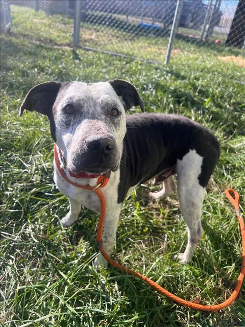 adoptable Dog in Louisville, KY named EWF