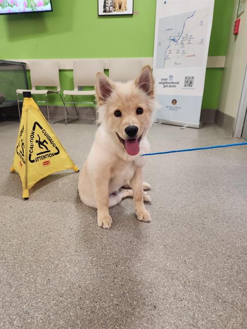 adoptable Dog in Louisville, KY named A782582