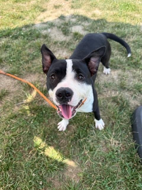 adoptable Dog in Louisville, KY named SUPERSTAR