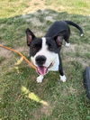 adoptable Dog in Louisville, KY named SUPERSTAR