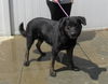 adoptable Dog in  named TEXAS TAB