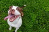 adoptable Dog in Louisville, KY named SUMMER NIGHTS