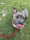 adoptable Dog in  named YEET