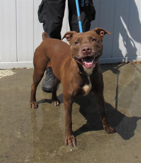 adoptable Dog in Louisville, KY named LILI LOVEY