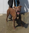 adoptable Dog in Louisville, KY named LILI LOVEY