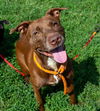 adoptable Dog in , KY named LILI LOVEY