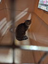 adoptable Cat in Louisville, KY named MAMMIT