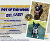 adoptable Dog in Louisville, KY named SGT. SASSY