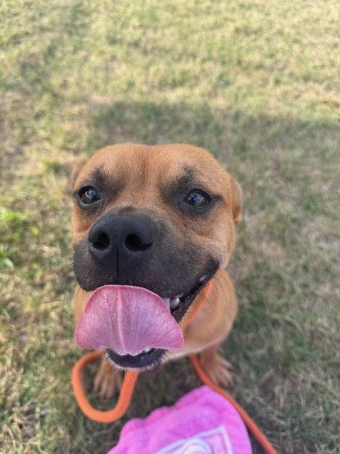 adoptable Dog in Louisville, KY named PONY UP PARTNER