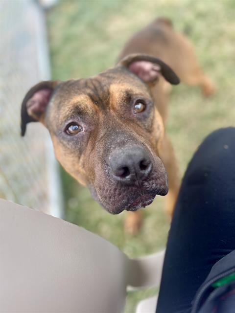 adoptable Dog in Louisville, KY named JOEZOZO