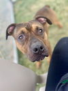 adoptable Dog in , KY named JOEZOZO