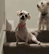 adoptable Dog in  named GORDIE