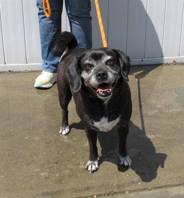 adoptable Dog in Louisville, KY named SADAY SASHAY